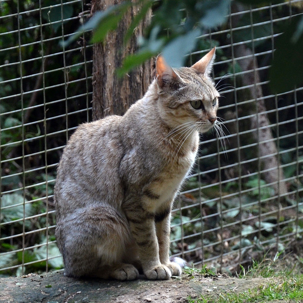 Нубийская Кошка