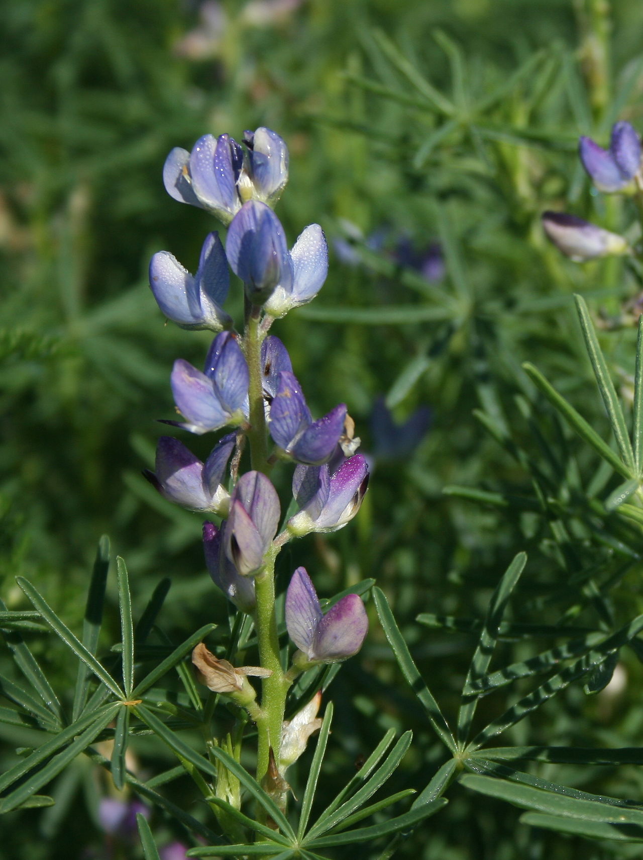 Lupinus angustifolius