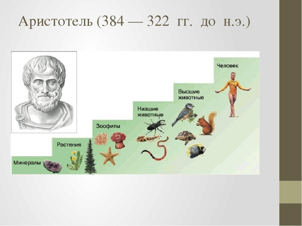 Лестница жизни биология 9 класс проект