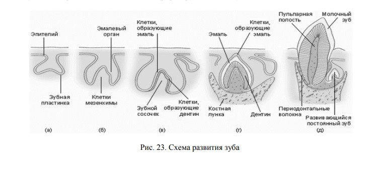 Флюороз — противоположность кариеса (и проверьте, что за воду вы пьёте) - 4