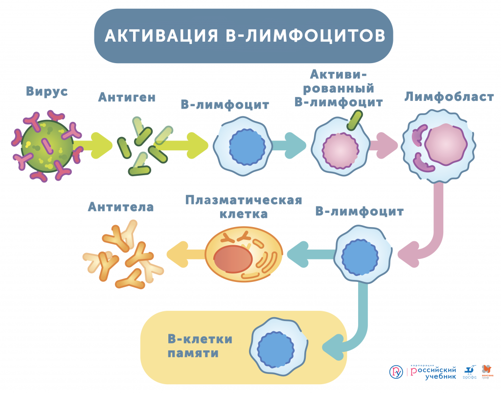 Почему у двух детей в одной семье может быть разный иммунитет - 2