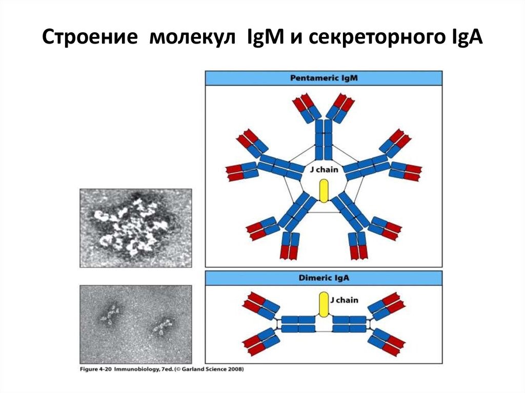 Почему у двух детей в одной семье может быть разный иммунитет - 4