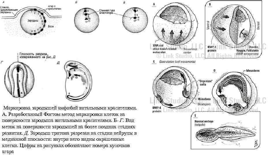 Схема метода Фогта