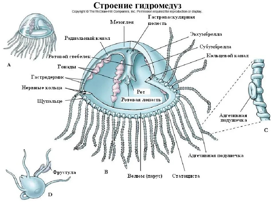 Медуза рисунок биология