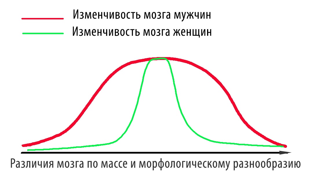 Условный график изменчивости мозга разных полов