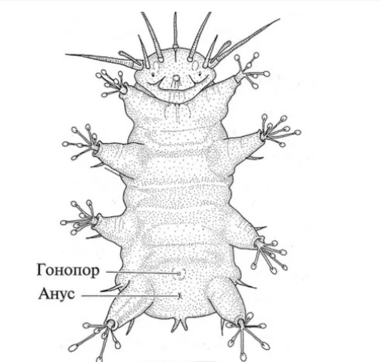 Тихоходки. И как их поймать? - 8