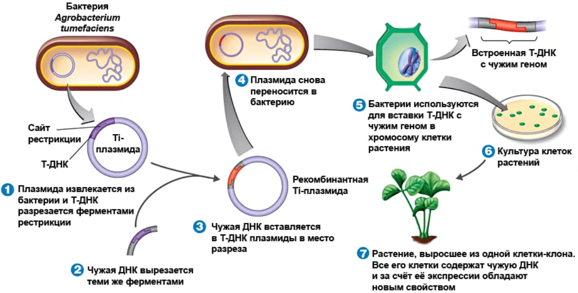 Этапы генной инженерии схема