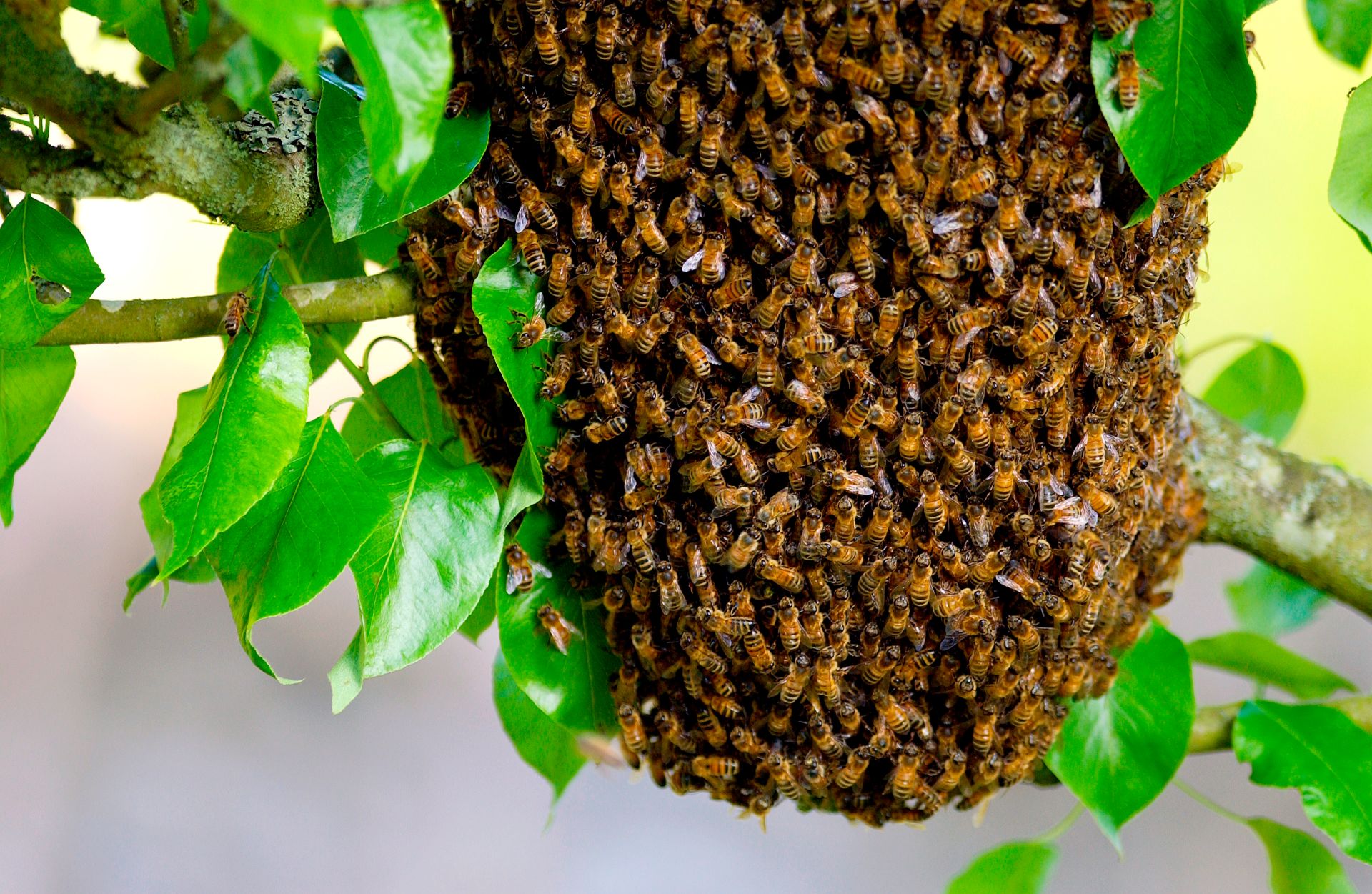 Bee swarm bees tier. Пчелиный Рой. Мёд Bee Swarm. Рой пчел во сне. Пчелиный Рой фото.