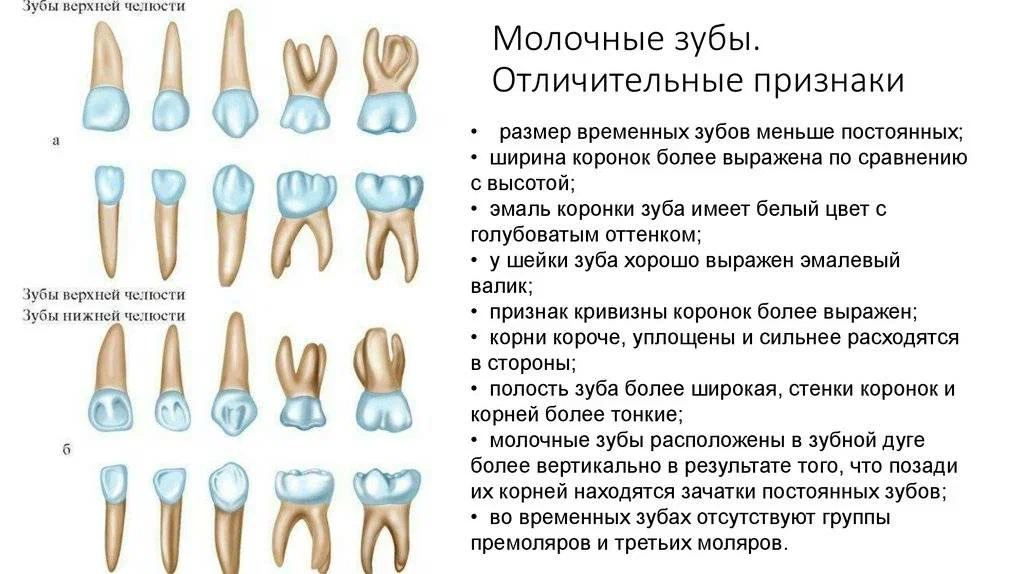 Чем отличается молочный зуб от коренного фотографии