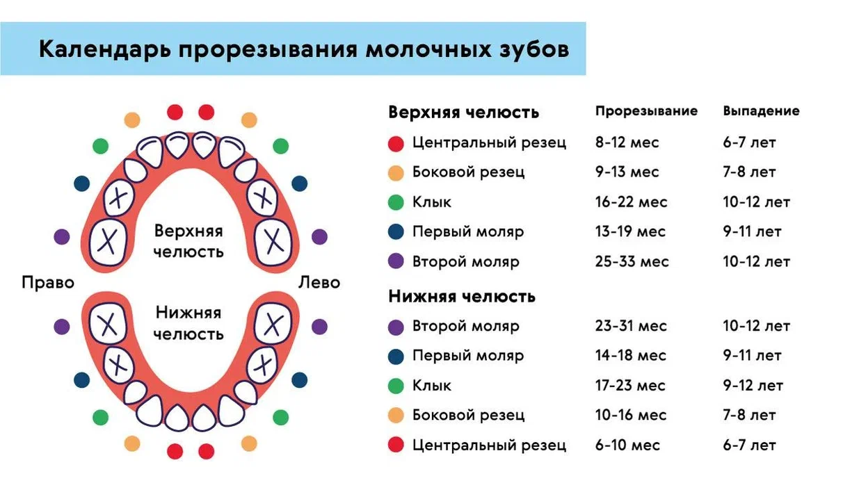 Постоянные зубы схема