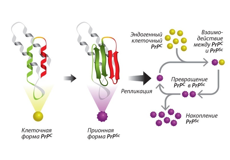 Структура «здорового» белка PrPC содержит участок из трех α-спиралей и двухцепочечного антипараллельного β-слоя. У «больной» формы PrPSc этот домен образован преимущественно β-слоями. Такую структуру можно назвать «заразной»: ее появление стимулирует нормальные молекулы PrPC переходить в такую же аномальную форму PrPSc. Поодиночке мономеры PrPSc не существуют и складываются в весьма устойчивые амилоидные образования из десятков, сотен и тысяч частиц. Расщепляясь на фрагменты, эти образования распространяются и «инфицируют» новые молекулы PrPC