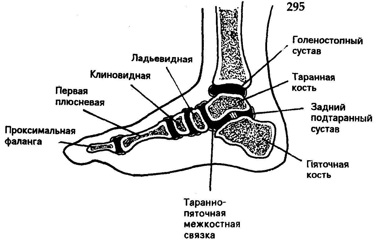 Упрощенная анатомия стопы