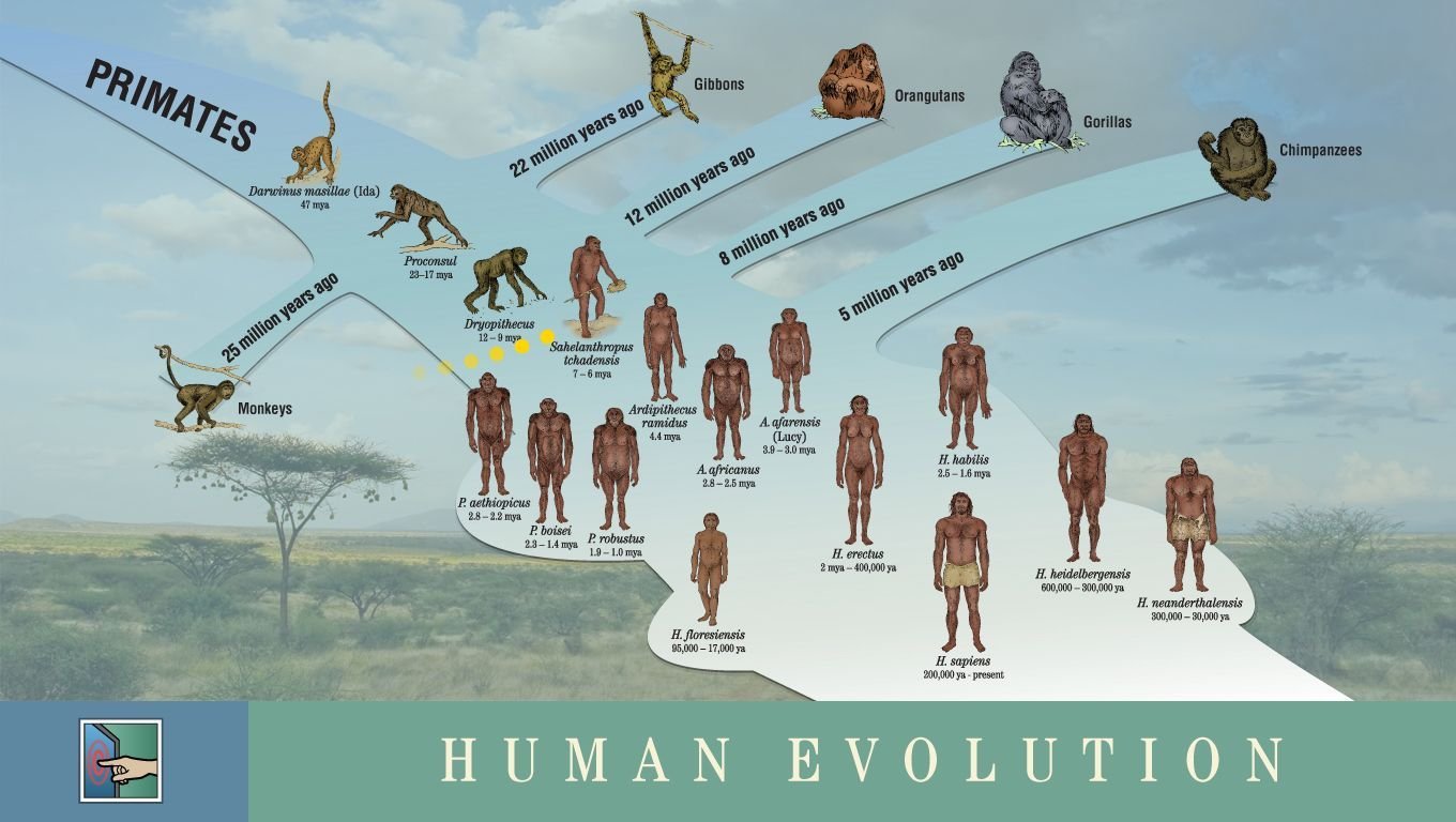 How evolution. Эволюционная ветвь развития человека. Родословная человека хомо сапиенс. Древо эволюции хомо сапиенс. Эволюционное дерево человека с обезьянами.