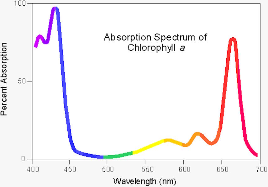 На этом графике показана эффективность поглощения света молекулой хлорофилла a, которая в основном достигает максимума в районе особенно синего (430 нм) и особенно красного (662 нм) диапазонов длин волн. Перенос энергии от поглощения до реакционного центра фотосинтеза происходит почти со 100-процентной эффективностью, что является загадкой для многих биологов.