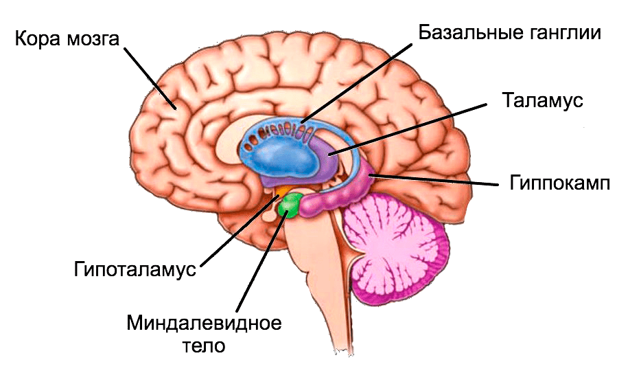 Нейропластичность: как развивать свой мозг после 25 лет - 2