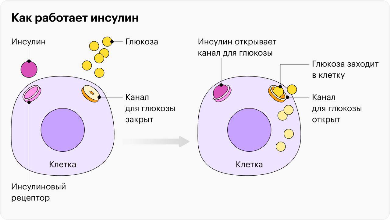 инсулин выступает в роли "ключа", открывающего доступ клетке к глюкозе