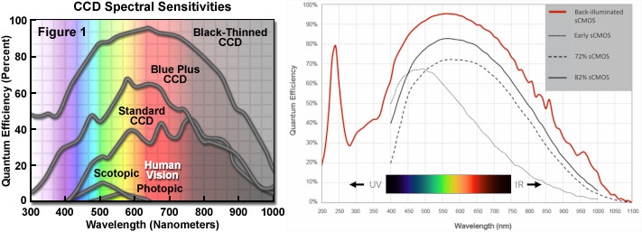 Спектры чувствительности CCD и CMOS матриц. Источники от производителей фотоматриц: Hamamatsu для CCD и Teledyne для CMOS