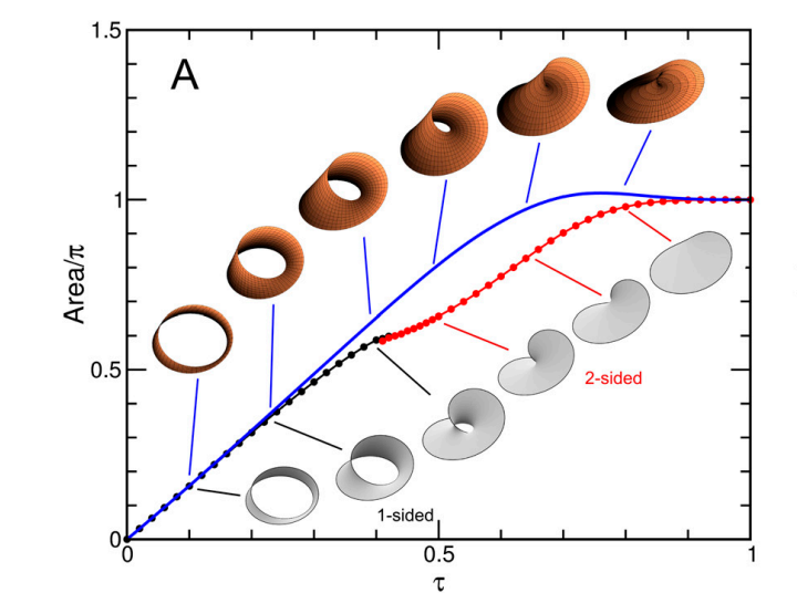 Изменение площади при переходе от одностороннего листа Мёбиуса к двустороннему геликоиду. Синяя линия показывает площади правильных линейчатых поверхностей, заклеивающих границу, а точками показаны площади переходных форм. Иллюстрации из указанной статьи.