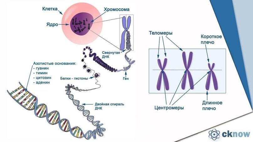 Хромосомы и их проблемы, изображение №1