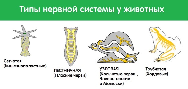 Возможное решение «Трудной проблемы сознания» - 10