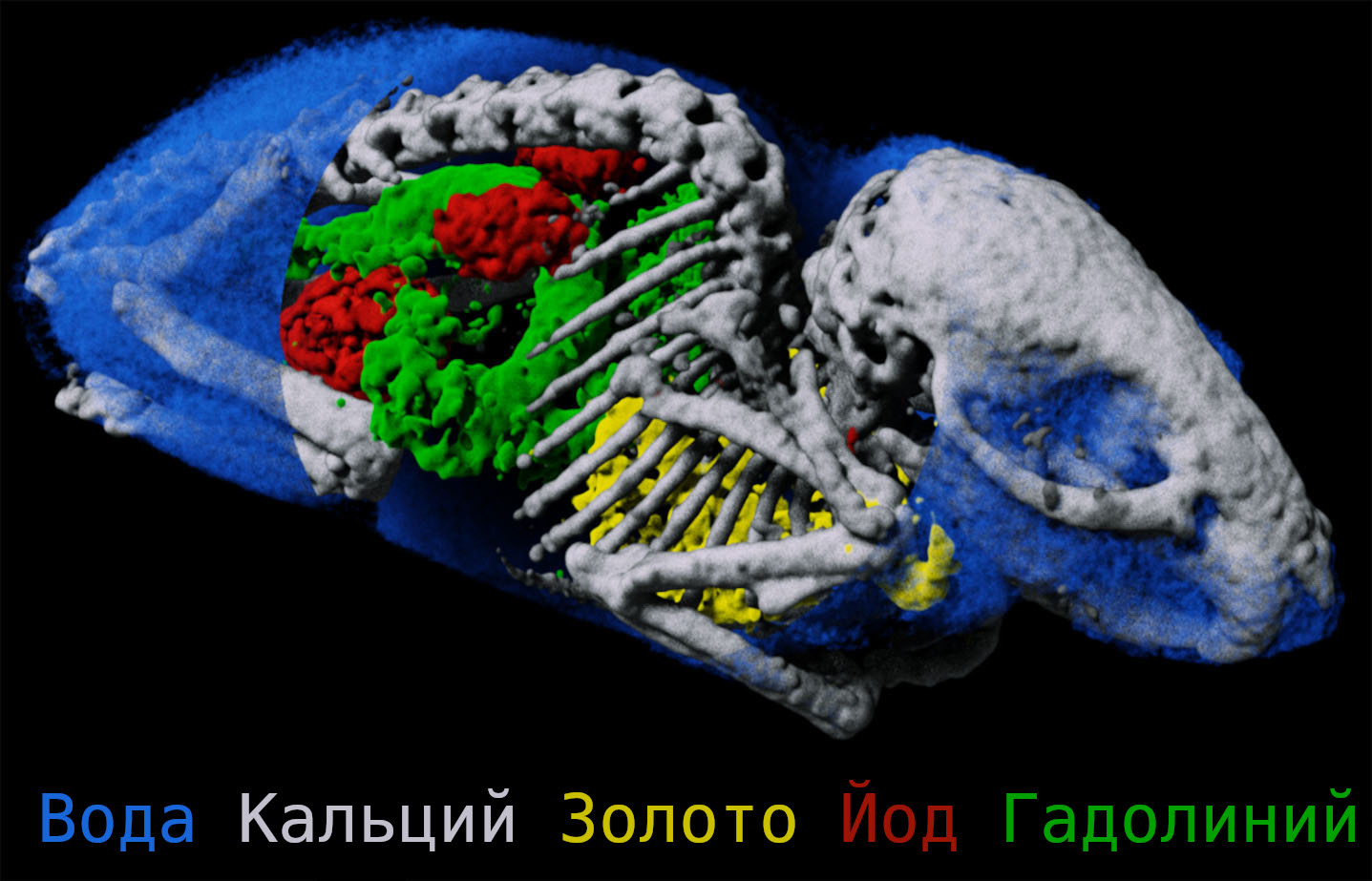 3D реконструкция спектральной компьютерной томографии мыши с введенными контрастами трех типов: из золота в легких, йода в почках и мочевом пузыре и гадолиния в кишечнике. Кости скелета состоят из кальция, а мягкие ткани по составу и плотности не сильно отличаются от воды. Источник: MD INNOVATION TECH GmbH и (Lowe, 2021).