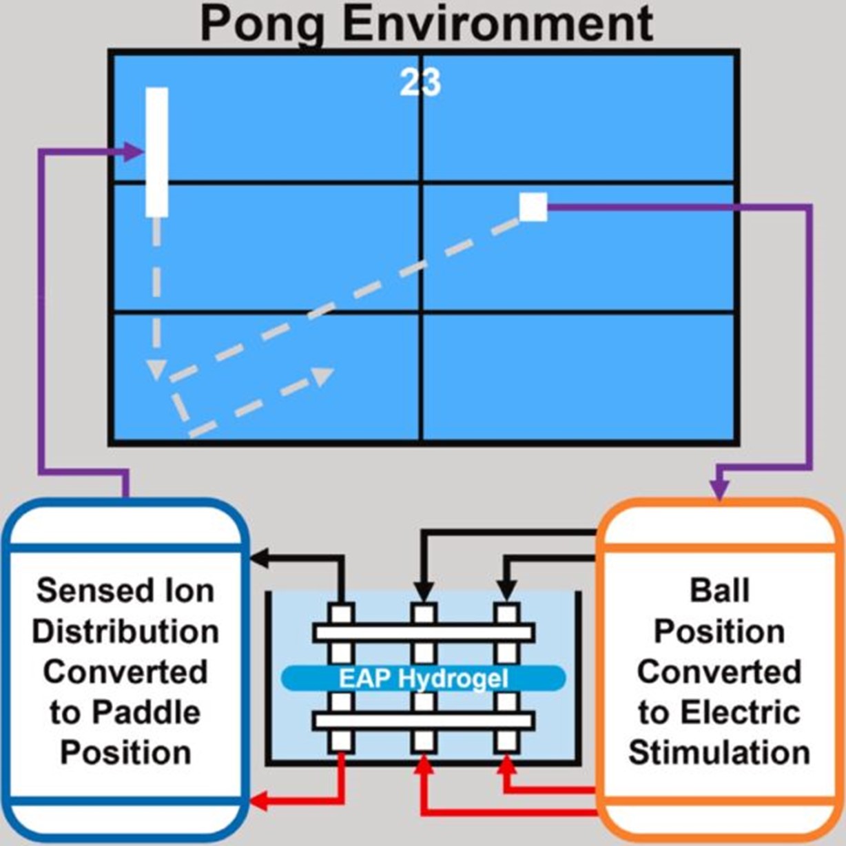 Гидрогели учатся играть в Pong: новые свойства «умных» материалов - 4