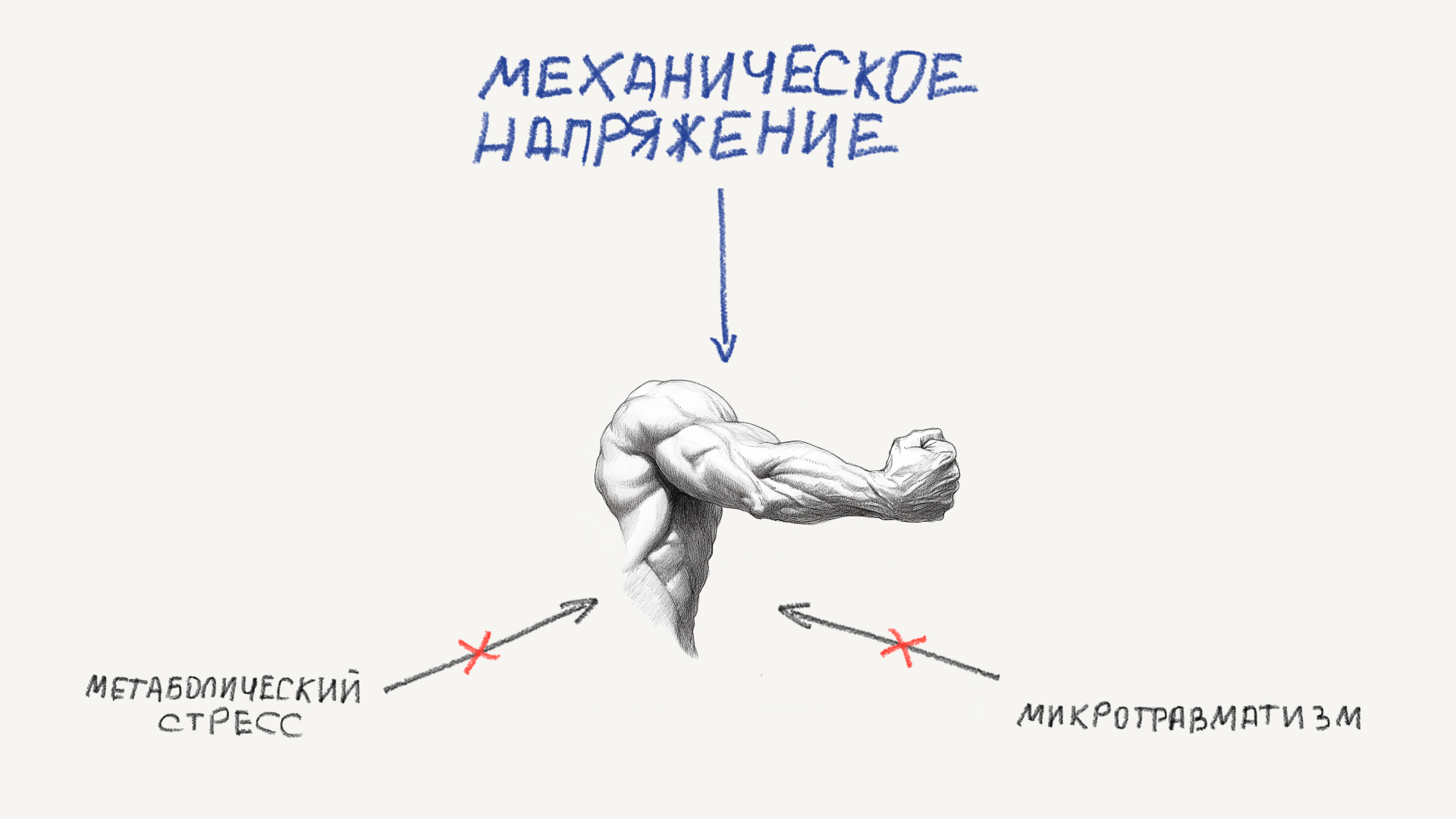 От чего растут мышцы или как сделать каждую тренировку эффективной? - 1