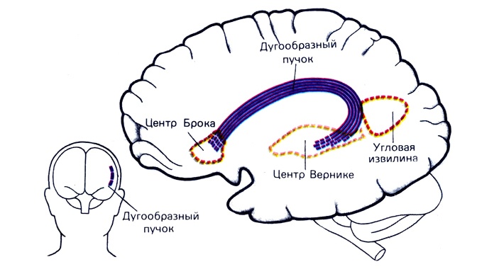 Чему может научить горилла Коко - 3