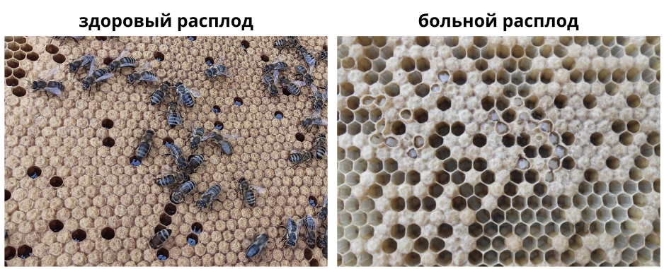 Расплод — это соты с личинками и яйцами. 