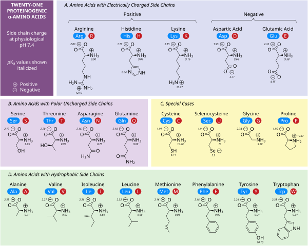 https://upload.wikimedia.org/wikipedia/commons/thumb/4/4f/ProteinogenicAminoAcids.svg/600px-ProteinogenicAminoAcids.svg.png