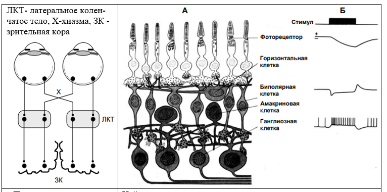 рис. 1.Проводящие пути.             Нейронная сеть сетчатки и электрические ответы типов клеток