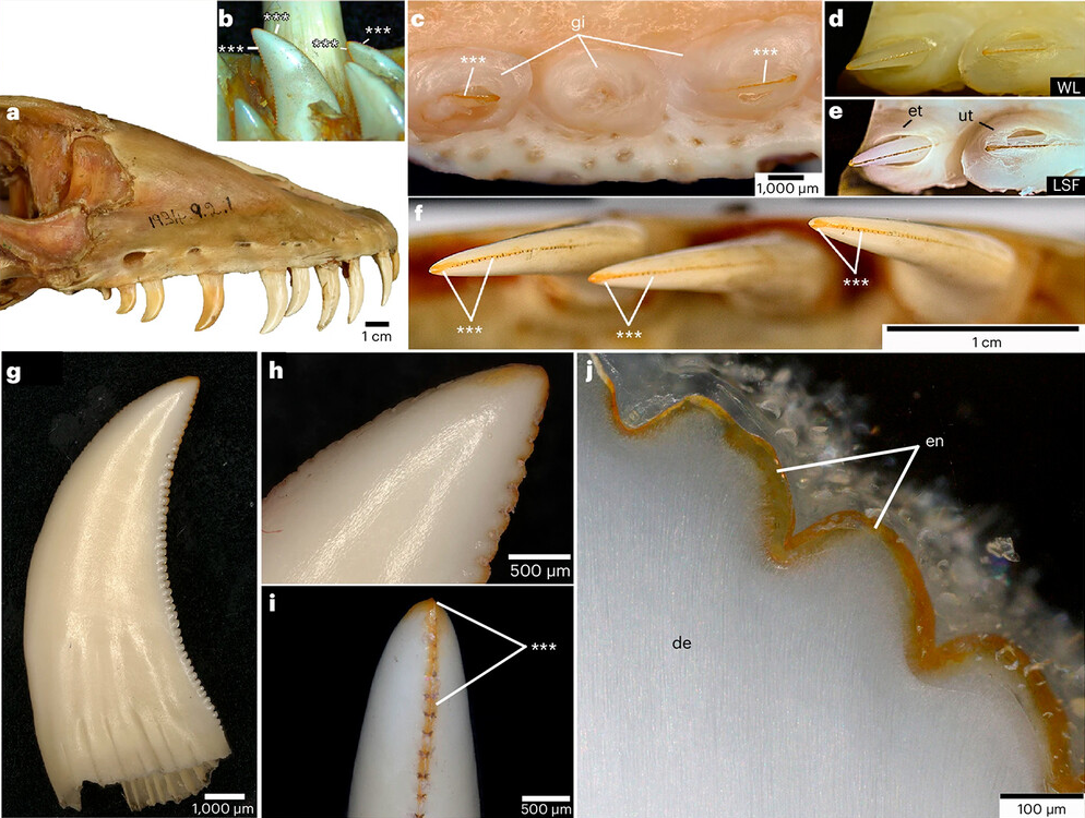 Зубы варана V. komodoensis. Источник изображения LeBlanc et al. Nat Ecol Evol 8, 1711–1722 (2024) по лицензии СС BY 4.0
