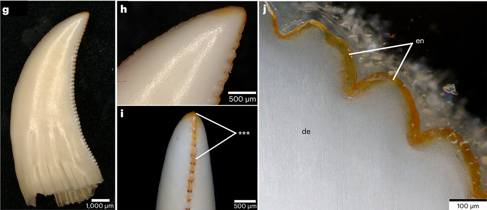 Зубы варана V. komodoensis. Источник изображения LeBlanc et al. Nat Ecol Evol 8, 1711–1722 (2024) по лицензии СС BY 4.0