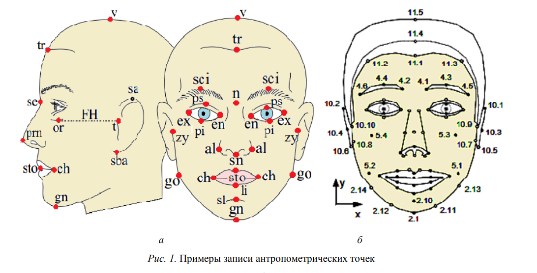 ast — asterion; au — auriculare; b — bregma; ba — basion; co — coronale; d — dakryon; ek — ektokonchion; eu — euryon; fmo — frontomalare orbitale; fmt — frontomalare temporale; ft — frontotemporale; g — glabella; gn — gnathion; go — gonion; ho — hormion; i — inion; id — infradentale; it — infratemporale; ju — jugale; k — krotophion; l — lambda; l — lakrimale; m — metopion; mf — maxillofrontale; ml — mentale; ms — mastoideale; n — nasion; ns — nasospinale; o — opisthion; ol — orale; op — opisthokranion; or — orbitale; pg — pogonion; po — porion; pr — prosthion; pt — pterion; rhi — rhinion; sg — supraglabellare; so — supraorbitale; sphba — sphenobasion; sphn — sphnenion; ss — subspinale; st — stephanion; sta — staphylion; ste — stenion; zm — zygomaxillare; zy — zygion.  