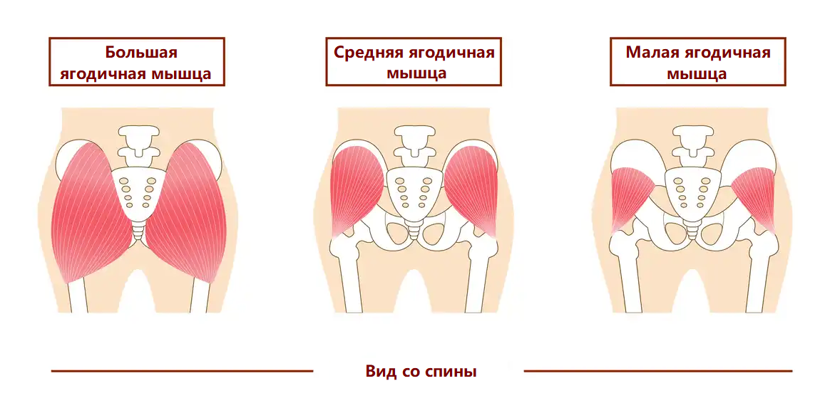 Три основные ягодичные мышцы стабилизируют бедра во время педалирования. Getty