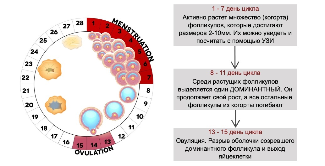 Где в действительности хранятся клетки молодости. Как их посчитать и сохранить., image #10