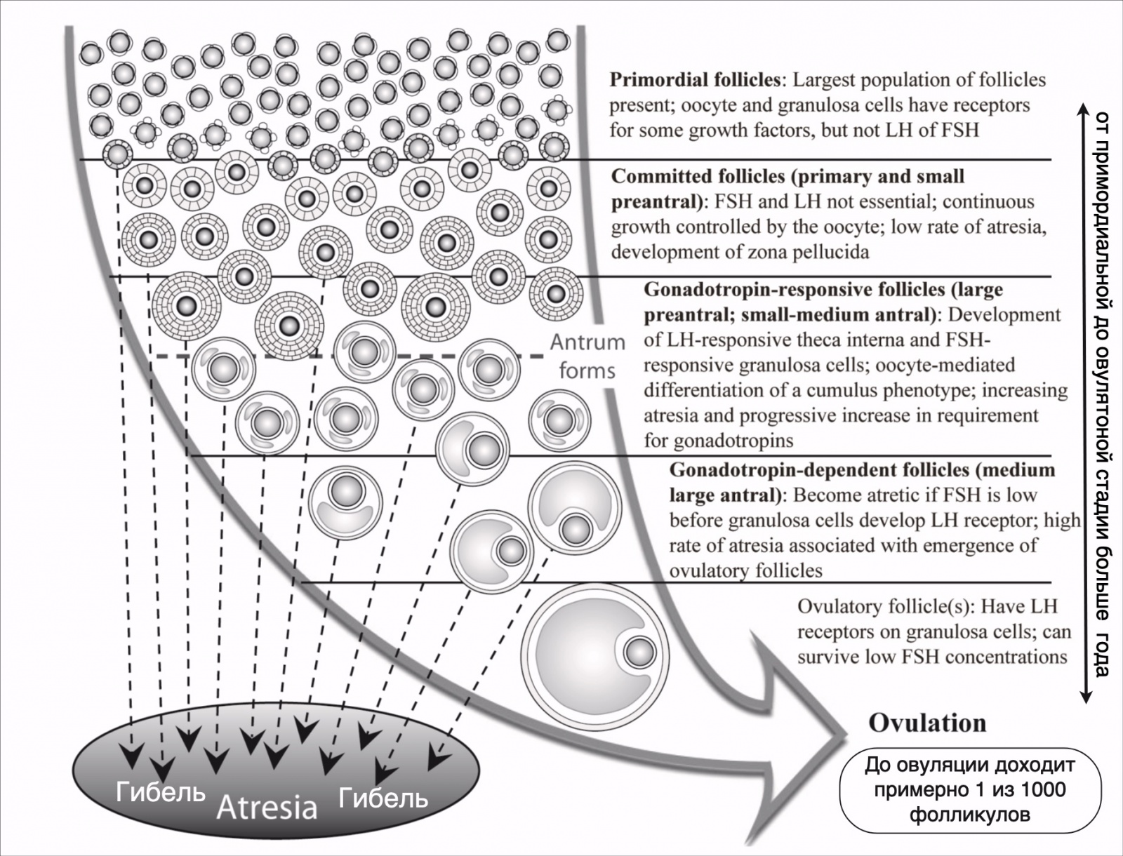 Фолликулогенез. Процесс созревания и гибели яйцеклеток