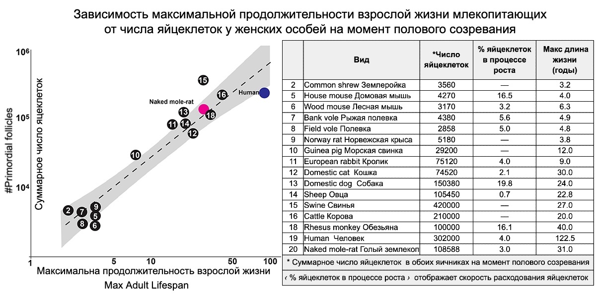 Где в действительности хранятся клетки молодости. Как их посчитать и сохранить., image #2