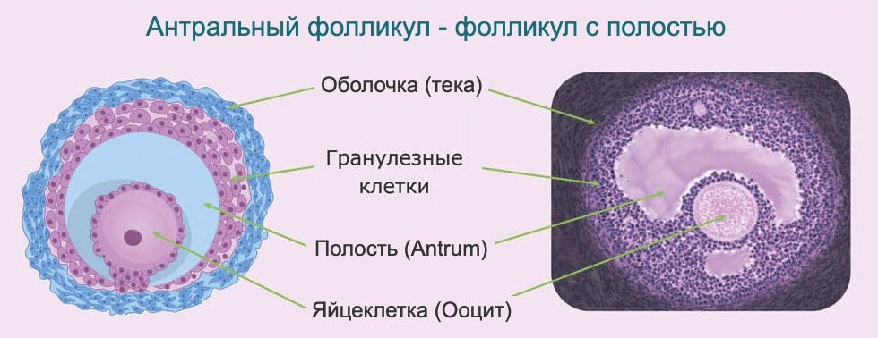 Где в действительности хранятся клетки молодости. Как их посчитать и сохранить., image #8