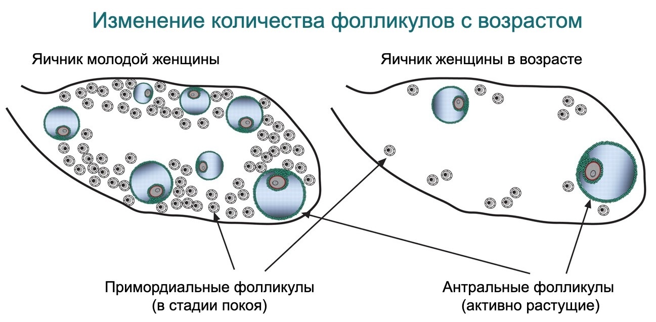 Где в действительности хранятся клетки молодости. Как их посчитать и сохранить., image #9