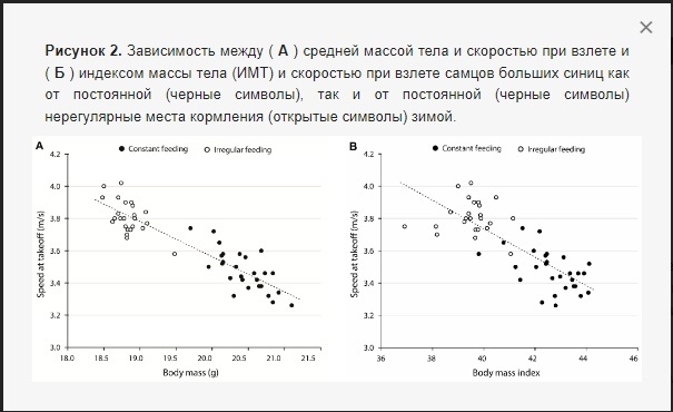 Кормление диких птиц — больше хаоса и не будет вреда - 2