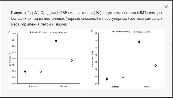 Кормление диких птиц — больше хаоса и не будет вреда - 3