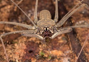 Паук-кнутохвост Heterophrynus sp. (Amblypygi). Хелицеры и сенсорные придатки ксеноморфов похожи на те, что есть у пауков-кнутохвостников. Источник: Wikimedia Commons (G. Wise, 2014).