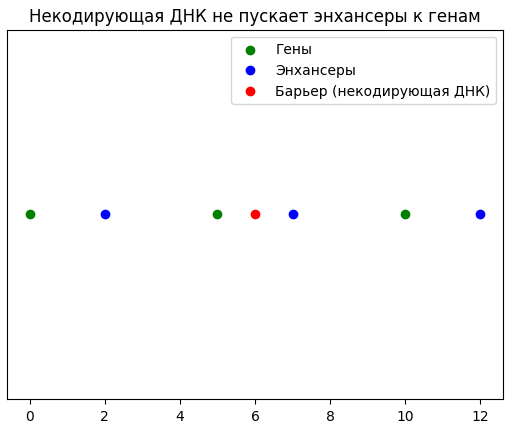 График иллюстрирует концепцию взаимодействия генов, энхансеров и барьеров некодирующей ДНК