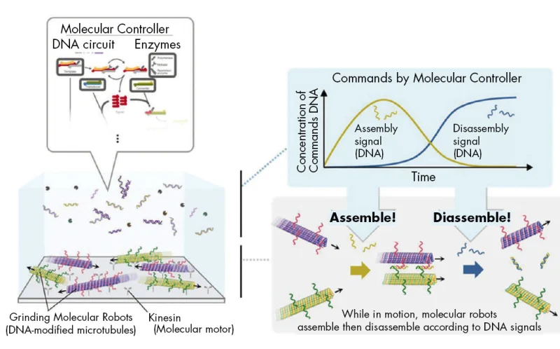Молекулярные роевые роботы собирают и разбирают себя под воздействием химической команды