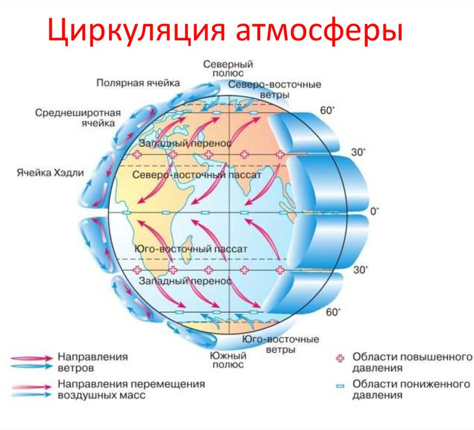 На деле все оказалось сложнее, и таких ячеек на каждое полушарие аж три штуки