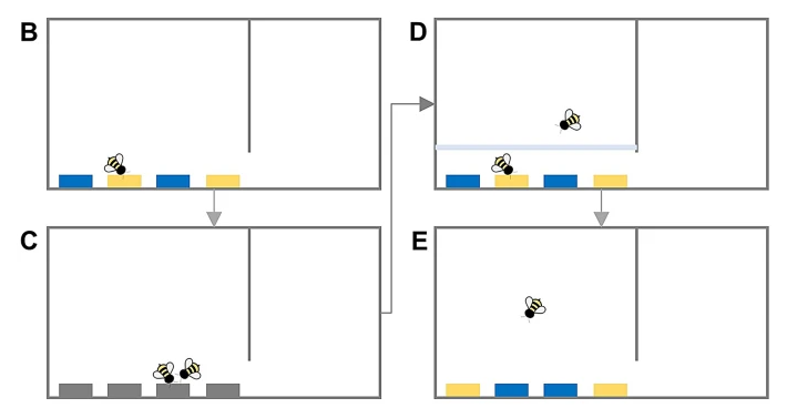 ( B ) Демонстрационные пчелы были индивидуально предварительно обучены собирать корм на одном типе цветов (синем или желтом). ( C ) Обученные пчелы и не опытные пчелы-наблюдатели, были объединены в пары для совместного кормления на серых цветах в течение трех последовательных раундов. ( D ) В фазе наблюдения пчел-наблюдателей затем индивидуально выпускали в камеру для наблюдения, на время одного раунда кормления демонстрационных цветов. ( E )  Затем пчелам-наблюдателям индивидуально предоставлялся доступ к  цветам - пустышкам в течение 5 минут, чтобы определить их социально усвоенные цветочные предпочтения.  