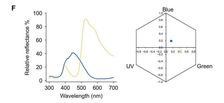 ( F ) Спектральная отражательная способность двух цветов, используемых в экспериментах, и локусы цветов в гексагональном цветовом пространстве пчел, определяемые УФ-, синими и зелеными фоторецепторами пчел  