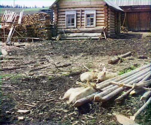 Поросята, май 1912 года / Наследие С. Прокудина-Горского