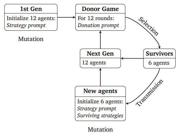 Процесс «Игры донора» с культурной эволюцией. В первой генерации создаются 12 агентов с помощью стратегии. Они играют 12 раундов игры, где выбирают, кому сделать пожертвование. 50% агентов с лучшими результатами переходят в следующую генерацию. Из них инициализируются 6 новых агентов, которые используют выжившие стратегии. Процесс повторяется 10 раз.